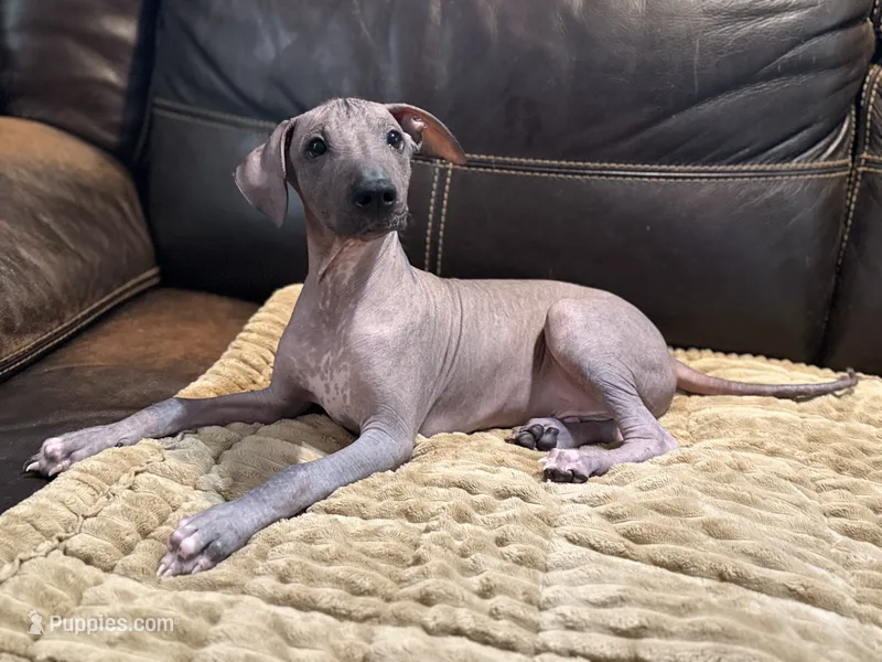 Casanova – Xoloitzcuintli puppy for sale in Wedowee, AL