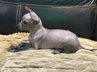 Romper, a male Xoloitzcuintli for sale in Wedowee, AL – 6 of 6