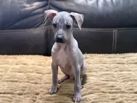 Standard Boy 2, a male Xoloitzcuintli for sale in Wedowee, AL – 5 of 8