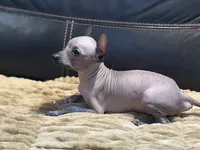 Romper, a male Xoloitzcuintli for sale in Wedowee, AL – 5 of 6