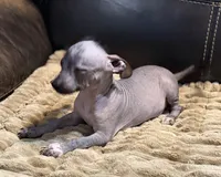 Rhubarb, a male Xoloitzcuintli for sale in Wedowee, AL – 3 of 7