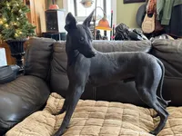 Rudolph , a male Xoloitzcuintli for sale in Wedowee, AL – 5 of 5