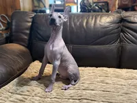 Radar, a male Xoloitzcuintli for sale in Wedowee, AL – 4 of 9