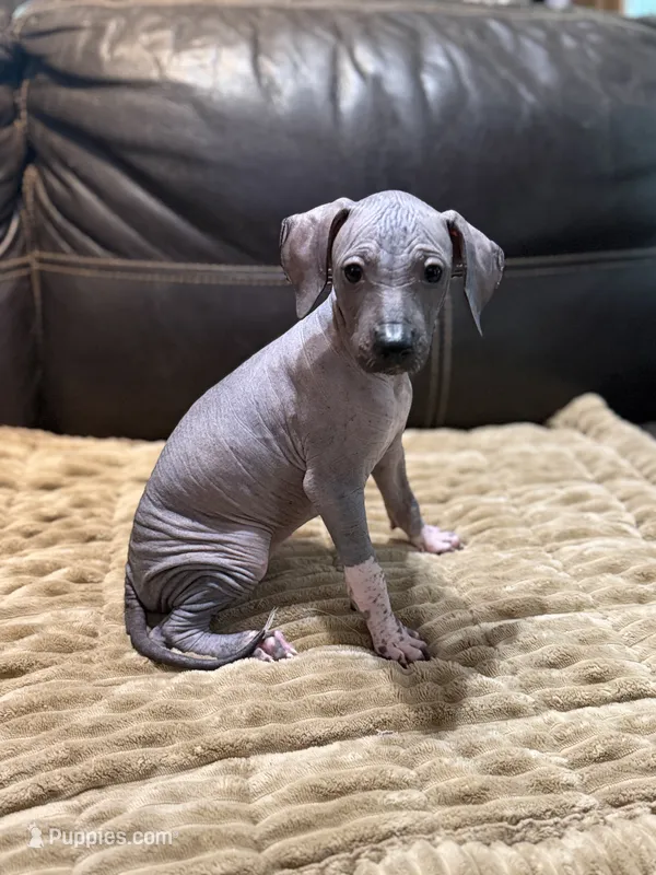 Clarice – Xoloitzcuintli puppy for sale in Wedowee, AL