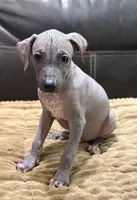 Standard Boy 4, a male Xoloitzcuintli for sale in Wedowee, AL – 1 of 6