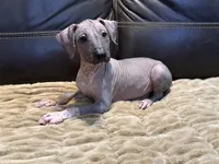 Dashing, a male Xoloitzcuintli for sale in Wedowee, AL – 2 of 5