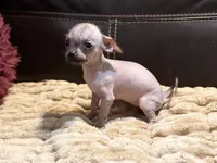 Pixie, a male Chihuahua and Shih Tzu for sale in Wedowee, AL – 4 of 7