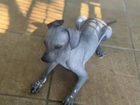 Crazy Ears, a male Xoloitzcuintli for sale in Carrollton, GA – 3 of 10
