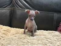 Bonita, a female Xoloitzcuintli and Chihuahua for sale in Wedowee, AL – 4 of 5