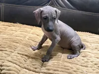 Standard Boy 1, a male Xoloitzcuintli for sale in Wedowee, AL – 4 of 8