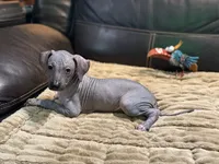 Clarice, a female Xoloitzcuintli for sale in Wedowee, AL – 4 of 6