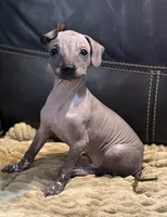 Rufus, a male Xoloitzcuintli for sale in Wedowee, AL – 2 of 9