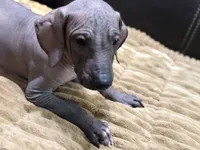 Standard Boy 1, a male Xoloitzcuintli for sale in Wedowee, AL – 2 of 8