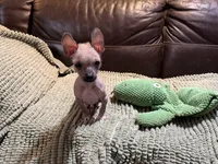 Palomino Boy, a male Xoloitzcuintli for sale in Wedowee, AL – Photo 1 of 7