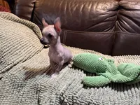 Palomino Boy, a male Xoloitzcuintli for sale in Wedowee, AL – Photo 7 of 7