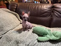 Palomino Boy, a male Xoloitzcuintli for sale in Wedowee, AL – Photo 6 of 7