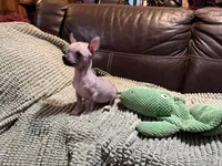 Palomino Boy, a male Xoloitzcuintli for sale in Wedowee, AL – Photo 4 of 7