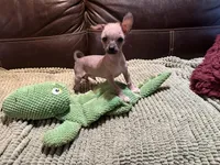 Palomino Boy, a male Xoloitzcuintli for sale in Wedowee, AL – Photo 2 of 7