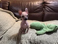 Palomino Boy, a male Xoloitzcuintli for sale in Wedowee, AL – Photo 3 of 7