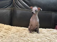 Bonita, a female Xoloitzcuintli and Chihuahua for sale in Wedowee, AL – 3 of 5