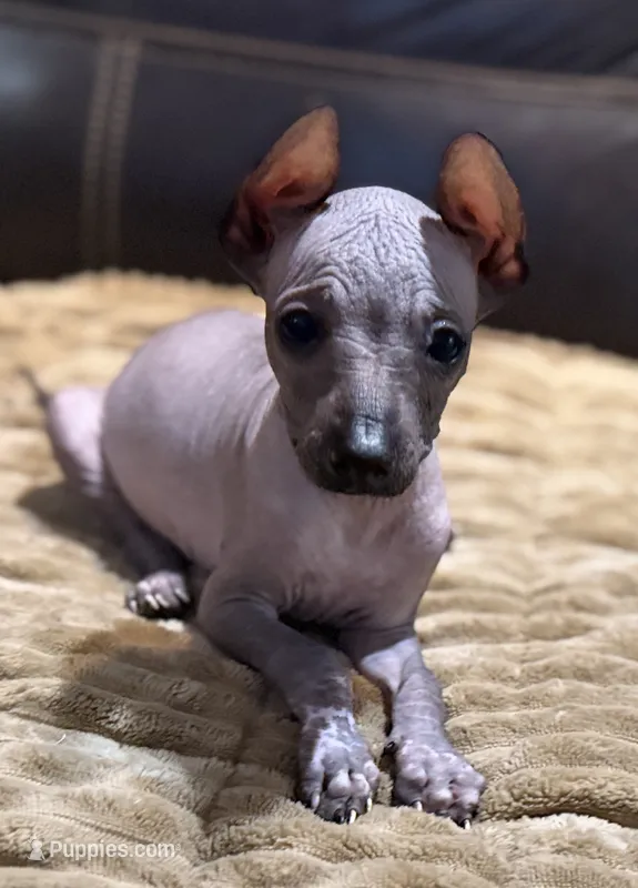 Romper – Xoloitzcuintli puppy for sale in Wedowee, AL