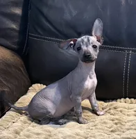 Rhubarb, a male Xoloitzcuintli for sale in Wedowee, AL – 5 of 7
