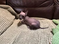 Edgar, a male Xoloitzcuintli for sale in Wedowee, AL – Photo 4 of 5
