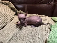 Edgar, a male Xoloitzcuintli for sale in Wedowee, AL – Photo 3 of 5