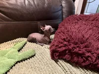 Edgar, a male Xoloitzcuintli for sale in Wedowee, AL – Photo 5 of 5