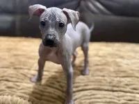 Standard Boy 2, a male Xoloitzcuintli for sale in Wedowee, AL – 3 of 8