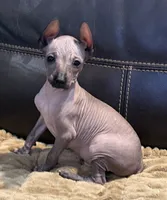 Romper, a male Xoloitzcuintli for sale in Wedowee, AL – 2 of 6