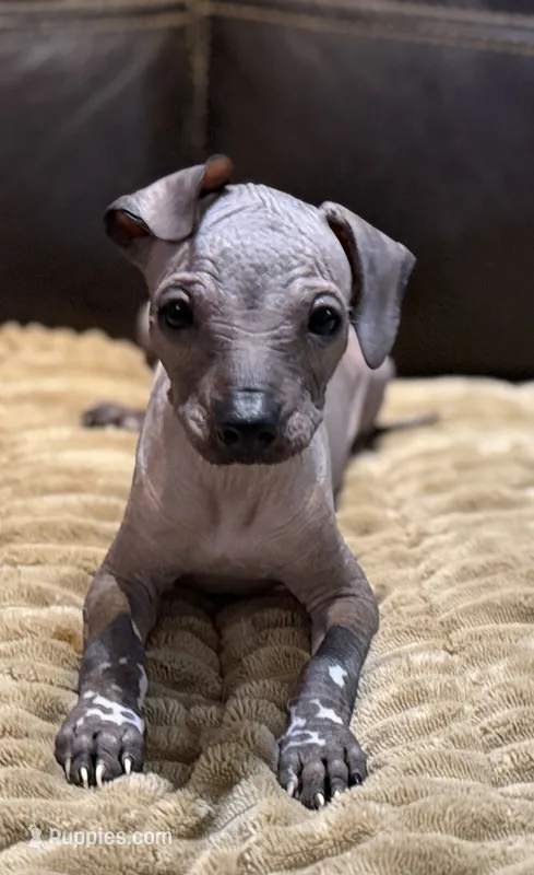 Rufus – Xoloitzcuintli puppy for sale in Wedowee, AL