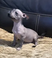Rhubarb, a male Xoloitzcuintli for sale in Wedowee, AL – 4 of 7