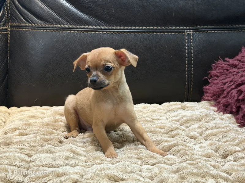 Eric the Red – Xoloitzcuintli, Chihuahua puppy for sale in Wedowee, AL