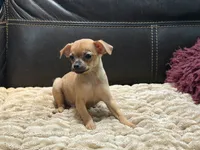 Eric the Red, a male Xoloitzcuintli and Chihuahua for sale in Wedowee, AL – 1 of 3