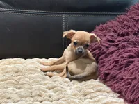 Eric the Red, a male Xoloitzcuintli and Chihuahua for sale in Wedowee, AL – 3 of 3
