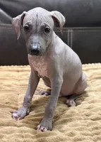 Standard Boy 4, a male Xoloitzcuintli for sale in Wedowee, AL – 2 of 6