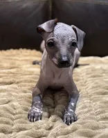 Rufus, a male Xoloitzcuintli for sale in Wedowee, AL – 4 of 9