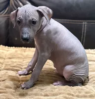 Standard Boy 4, a male Xoloitzcuintli for sale in Wedowee, AL – 4 of 6