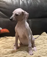 Candace, a female Xoloitzcuintli for sale in Wedowee, AL – 3 of 8