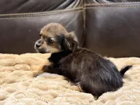 Rosco, a male Chihuahua and Shih Tzu for sale in Wedowee, AL – 3 of 5