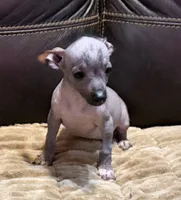 Rhubarb, a male Xoloitzcuintli for sale in Wedowee, AL – 7 of 7