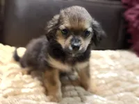 Rosco, a male Chihuahua and Shih Tzu for sale in Wedowee, AL – 2 of 5