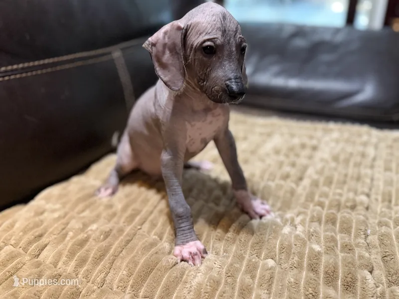 Rudolph  – Xoloitzcuintli puppy for sale in Wedowee, AL