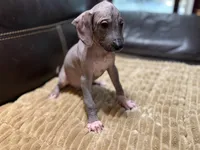 Rudolph , a male Xoloitzcuintli for sale in Wedowee, AL – 1 of 5