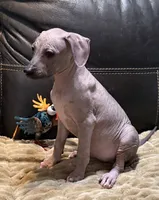 Candace, a female Xoloitzcuintli for sale in Wedowee, AL – 7 of 8