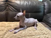 Radar, a male Xoloitzcuintli for sale in Wedowee, AL – 7 of 9
