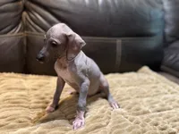 Rudolph , a male Xoloitzcuintli for sale in Wedowee, AL – 3 of 5