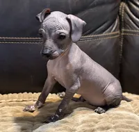 Rufus, a male Xoloitzcuintli for sale in Wedowee, AL – 9 of 9