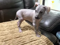 Standard Boy 2, a male Xoloitzcuintli for sale in Wedowee, AL – 6 of 8